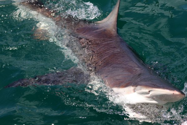 Bronze whaler shark, Shark cage diving, Gansbaai, Western Cape