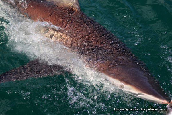 Bronze whaler shark, Shark cage diving, Gansbaai, Western Cape