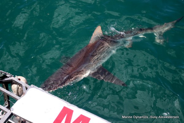 Bronze whaler shark, Shark cage diving, Gansbaai, Western Cape