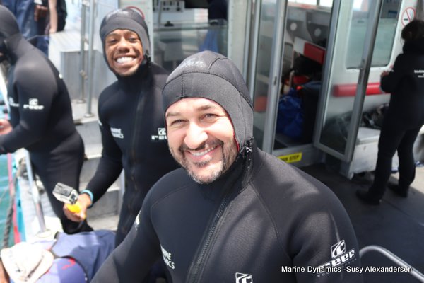 Shark cage diving, Gansbaai, Western Cape