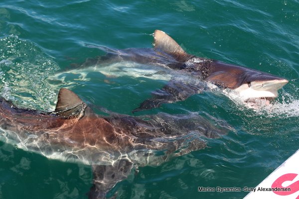 Bronze whaler shark, Shark cage diving, Gansbaai, Western Cape