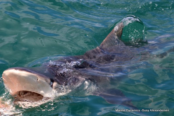 Bronze whaler shark, Shark cage diving, Gansbaai, Western Cape