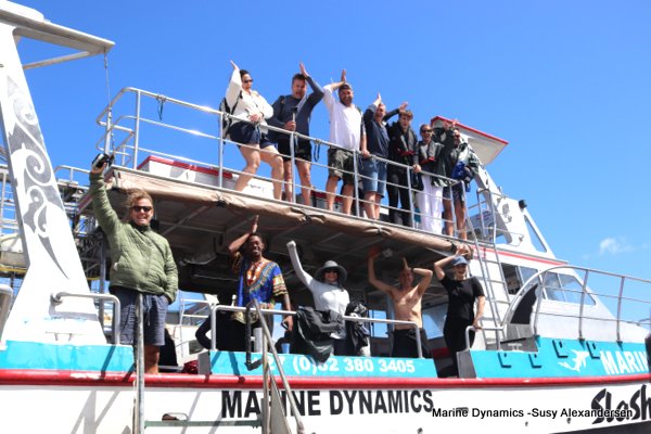 Bronze whaler shark, Shark cage diving, Gansbaai, Western Cape