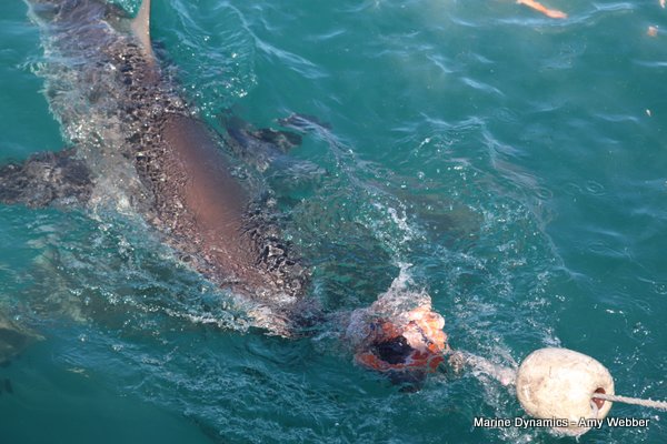 Bronze whaler shark, Shark cage diving, Gansbaai, Western Cape