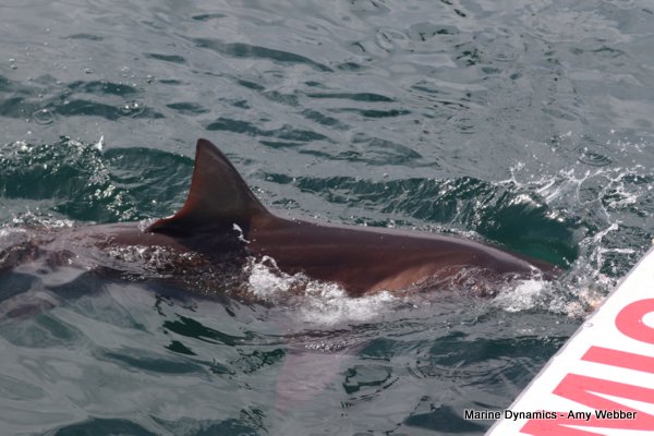 Bronze whaler shark, Shark cage diving, Gansbaai, Western Cape