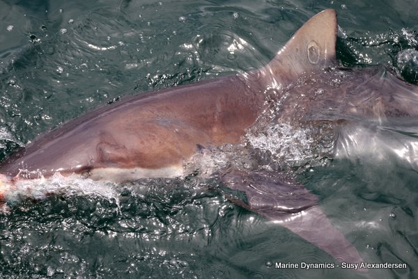 Bronze whaler shark, Shark cage diving, Gansbaai, Western Cape