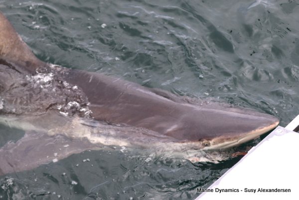 Bronze whaler shark, Shark cage diving, Gansbaai, Western Cape