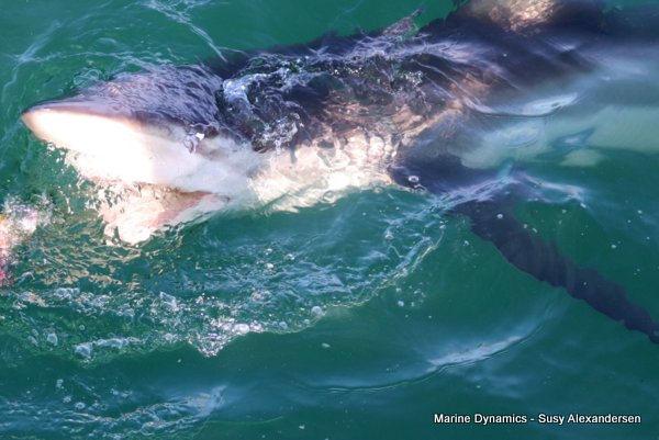Bronze whaler shark, Shark cage diving, Gansbaai, Western Cape
