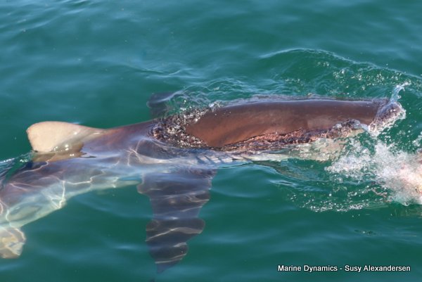 Bronze whaler shark, Shark cage diving, Gansbaai, Western Cape
