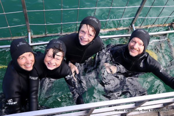 Bronze whaler shark, Shark cage diving, Gansbaai, Western Cape