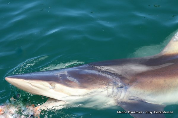 Bronze whaler shark, Shark cage diving, Gansbaai, Western Cape