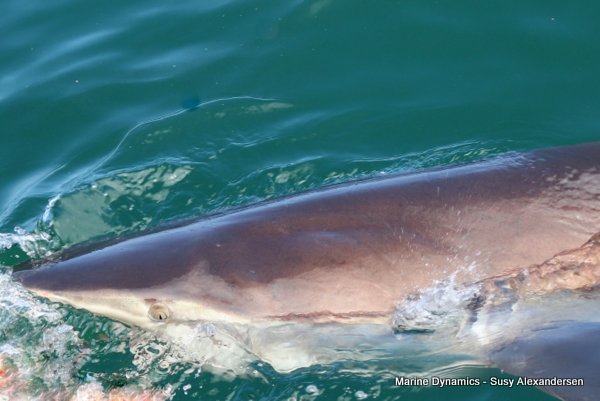 Bronze whaler shark, Shark cage diving, Gansbaai, Western Cape