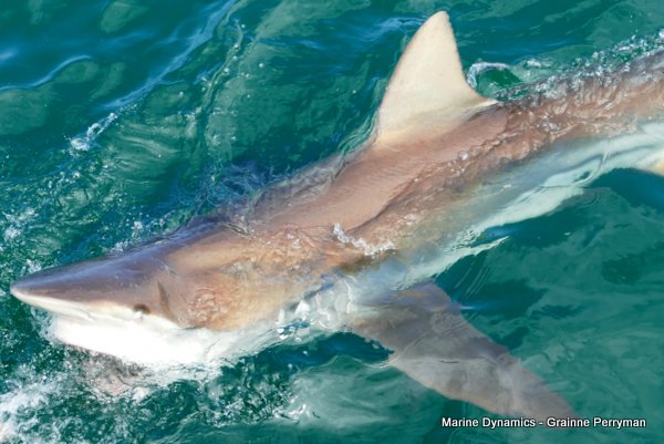 Bronze whaler shark, Shark cage diving, Gansbaai, Western Cape