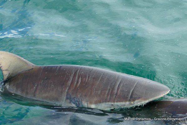 Bronze whaler shark, Shark cage diving, Gansbaai, Western Cape