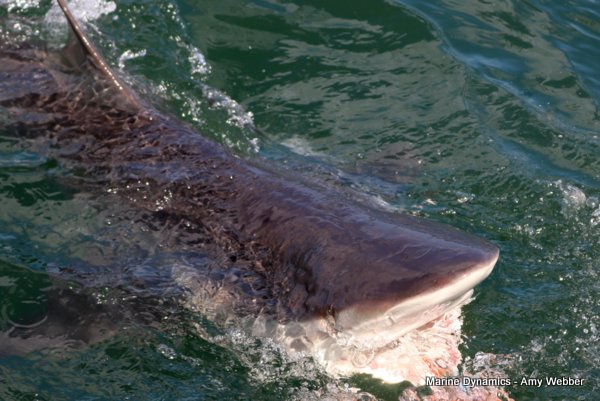Bronze whaler shark, Shark cage diving, Gansbaai, Western Cape