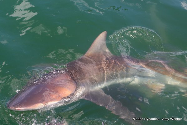 Bronze whaler shark, Shark cage diving, Gansbaai, Western Cape