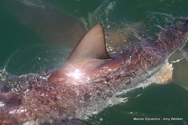 Bronze whaler shark, Shark cage diving, Gansbaai, Western Cape