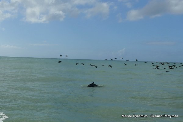 Humpback Dolphin, Shark cage diving, Gansbaai, Western Cape