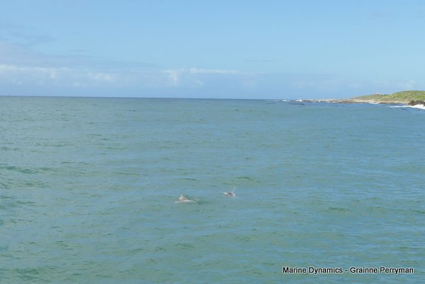 Humpback dolphin, Shark cage diving, Gansbaai, Western Cape