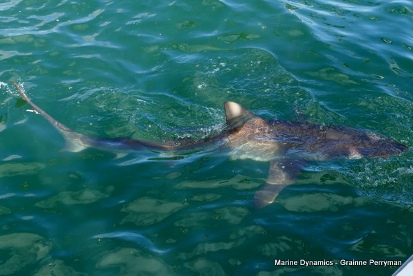 Bronze whaler shark, Shark cage diving, Gansbaai, Western Cape