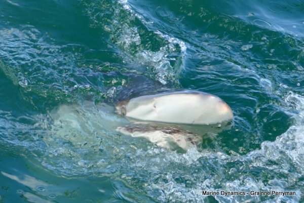 Bronze whaler shark, Shark cage diving, Gansbaai, Western Cape