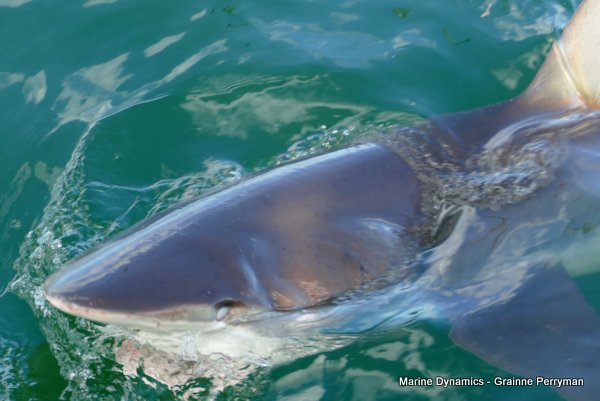 Bronze whaler shark, Shark cage diving, Gansbaai, Western Cape