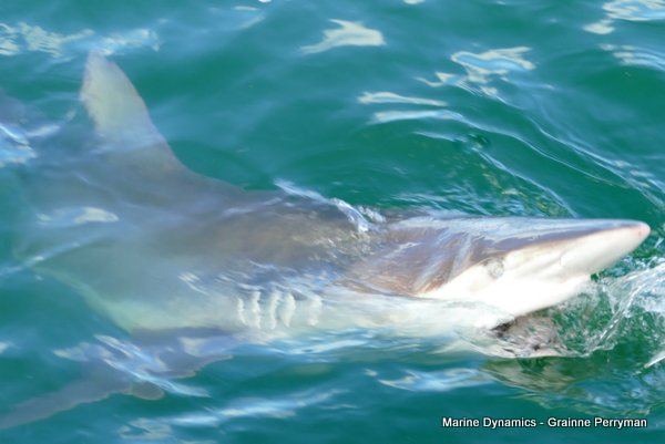 Bronze whaler shark, Shark cage diving, Gansbaai, Western Cape