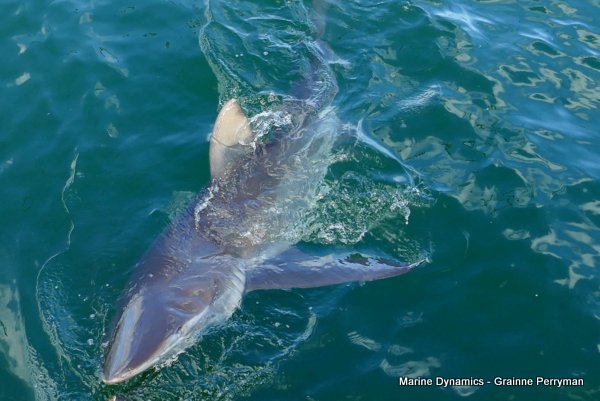 Bronze whaler shark, Shark cage diving, Gansbaai, Western Cape