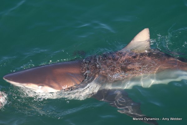 Bronze whaler shark, Shark cage diving, Gansbaai, Western Cape