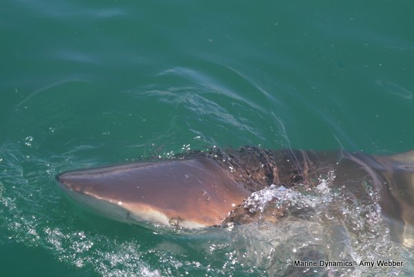Bronze whaler shark, Shark cage diving, Gansbaai, Western Cape