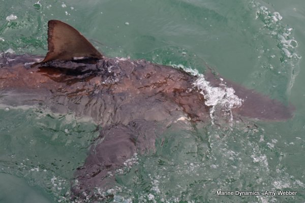 Bronze whaler shark, Shark cage diving, Gansbaai, Western Cape