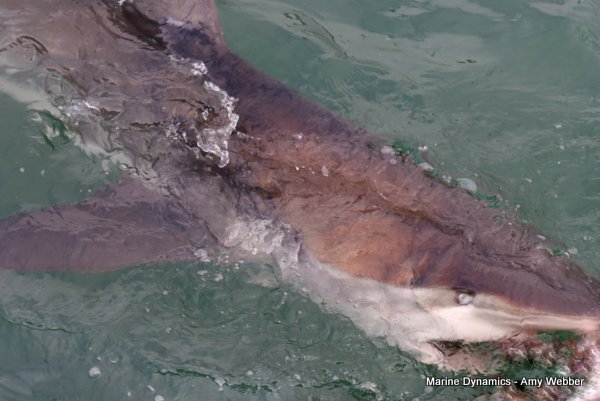 Bronze whaler shark, Shark cage diving, Gansbaai, Western Cape