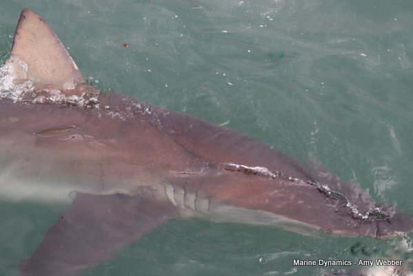 Bronze whaler shark, Shark cage diving, Gansbaai, Western Cape