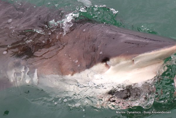Bronze whaler shark, Shark cage diving, Gansbaai, Western Cape