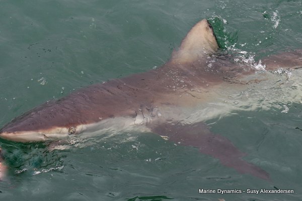 Bronze whaler shark, Shark cage diving, Gansbaai, Western Cape