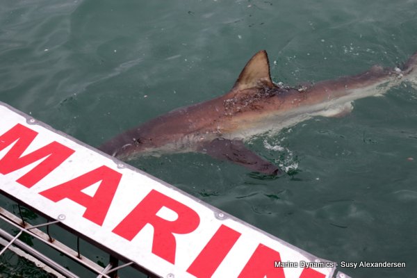 Bronze whaler shark, Shark cage diving, Gansbaai, Western Cape