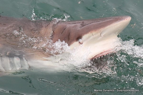Bronze whaler shark, Shark cage diving, Gansbaai, Western Cape