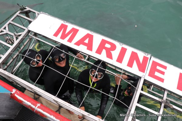 Shark Cage Diving, South Africa