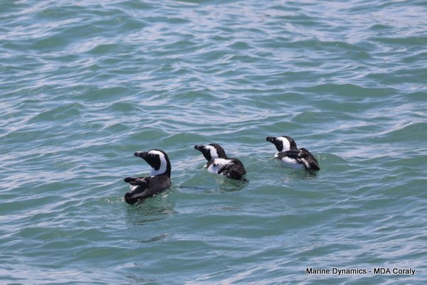 African Penguins, Shark cage diving, Gansbaai, Western Cape