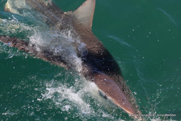 Bronze whaler shark, Shark cage diving, Gansbaai, Western Cape
