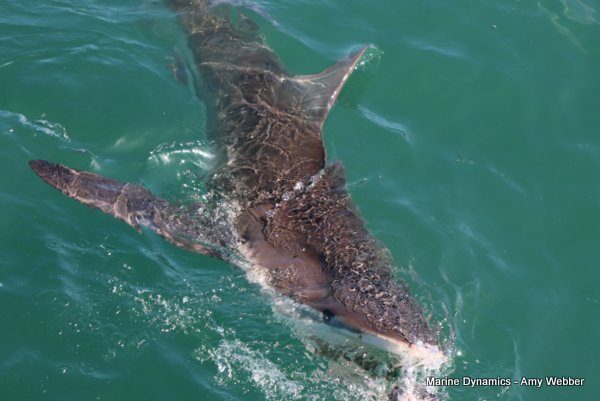 Bronze whaler shark, Shark cage diving, Gansbaai, Western Cape