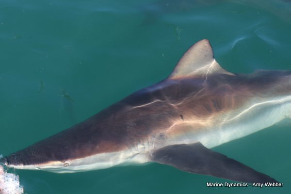 Bronze whaler shark, Shark cage diving, Gansbaai, Western Cape