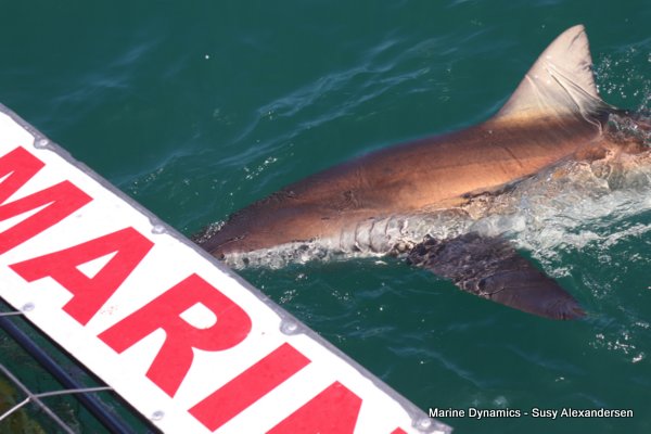Bronze whaler shark, Shark cage diving, Gansbaai, Western Cape