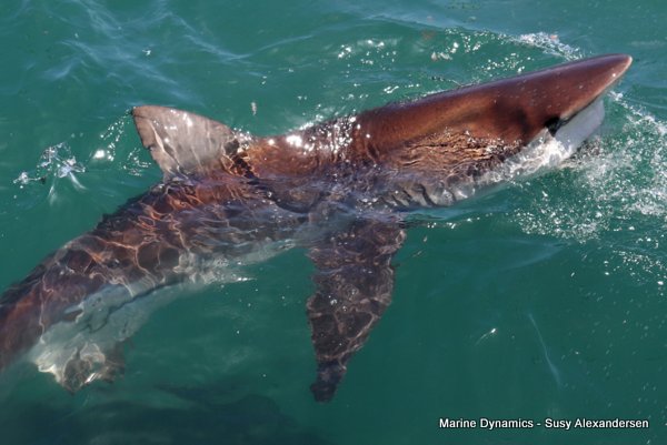 Bronze whaler shark, Shark cage diving, Gansbaai, Western Cape