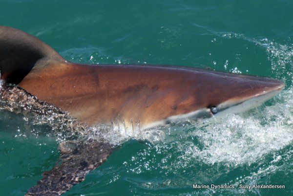 Bronze whaler shark, Shark cage diving, Gansbaai, Western Cape