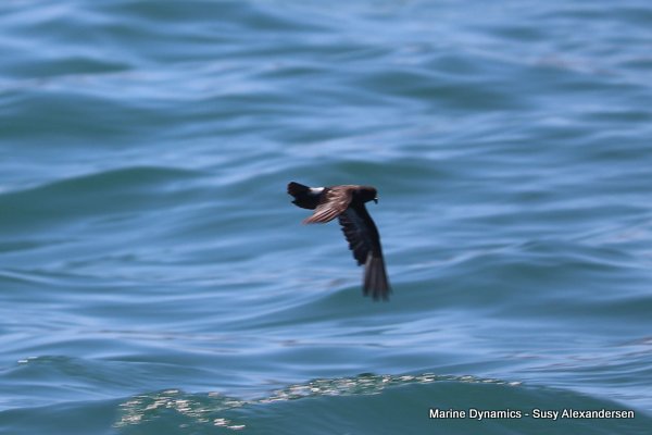 Storm Petrel, Shark cage diving, Gansbaai, Western Cape