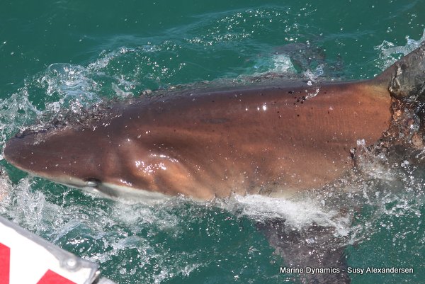 Bronze whaler shark, Shark cage diving, Gansbaai, Western Cape