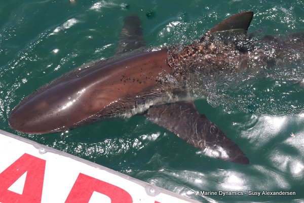Bronze whaler shark, Shark cage diving, Gansbaai, Western Cape