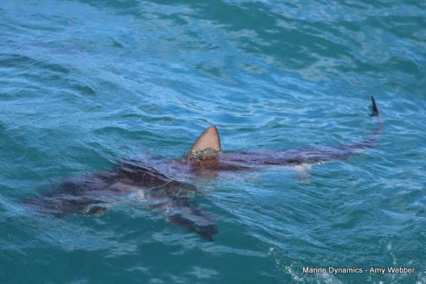Bronze whaler shark, Shark cage diving, Gansbaai, Western Cape