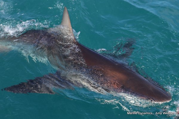 Bronze whaler shark, Shark cage diving, Gansbaai, Western Cape
